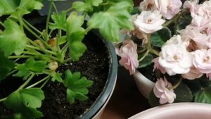 Как можно избавится от белой плесени на грунте комнатных растений!!!???