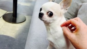 ЛЕТИМ В ТУРЦИЮ! САНКТ-ПЕТЕРБУРГ-АНТАЛЬЯ с СОБАКОЙ на САМОЛЕТЕ ПЕРВЫЙ РАЗ