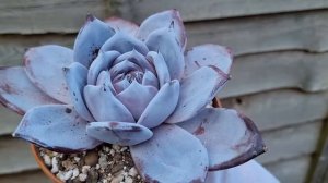 Echeveria Black Sabbath