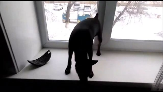 Джаспер ! Цвергпинчер самый маленький , но отважный охранник !!! смотреть онлайн