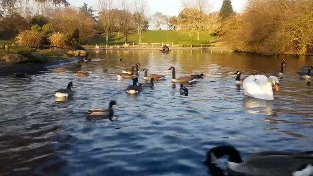 Сигизмунд и Степанида бесплатного наследства обожрались, как волк соломы! смотреть онлайн