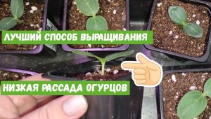 ЖАЛЕЮ, что РАНЬШЕ ТАК НЕ САЖАЛА Семена ОГУРЦОВ! Сею ТЕПЕРЬ ТОЛЬКО ТАК! Удивительный результат!