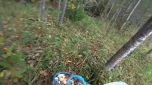 Мухоморы красные. Грибы.