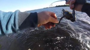 На костылях за окунем!Ловля окуня в ветреную погоду