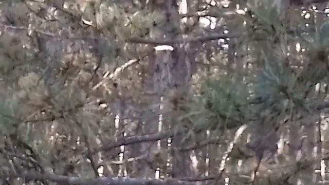 Пауки заплели лес паутиной,не возможно бежать. смотреть онлайн