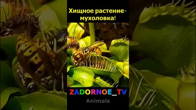 Хищное растение мухоловка!