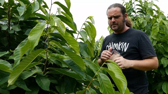 MID-SEASON Pawpaw CULTIVARS (Asimina triloba) for the HEART of Pawpaw COUNTRY смотреть онлайн