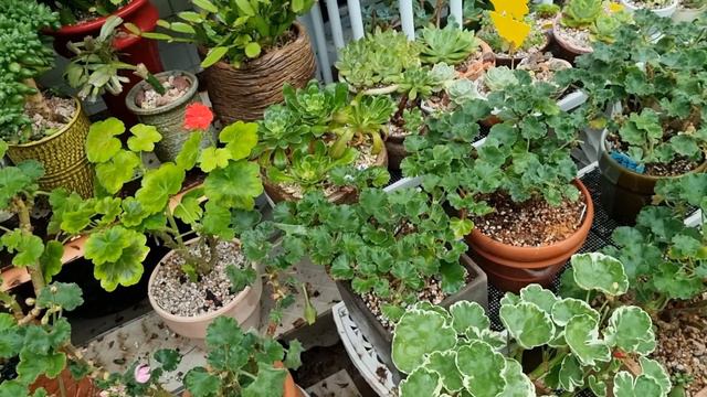 7월5일 #제라늄 #바위솔 #다육이 #관리하기 смотреть онлайн