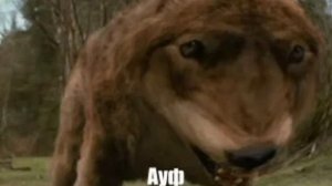 Все мои волки делают АУФ