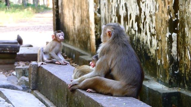 Big love monkey Nico for happy play with Leo cus baby no body play with him смотреть онлайн