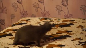 Настроение британского кота утром и вечером/The mood of the British cat in the morning and evening