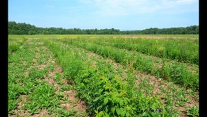 Опыт выращивания малины и смородины в КФХ Манагорье Зарипова Ш.А.