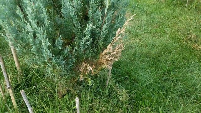 Wichita Blue Juniper (juniperus scopulorum) смотреть онлайн