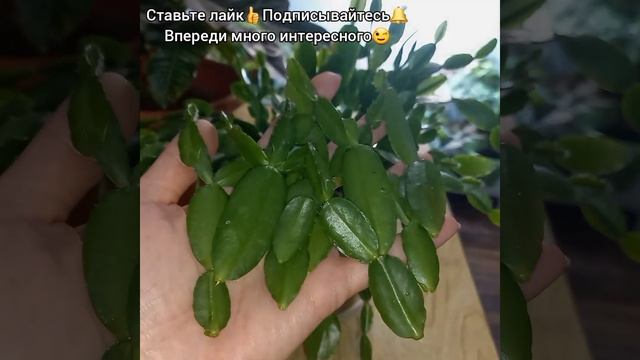 #shorts РИПСАЛИДОПСИС?Размножение за 46 секунд?Черенкование?Посадка?Лесной кактус?Пасхальник?Цветок