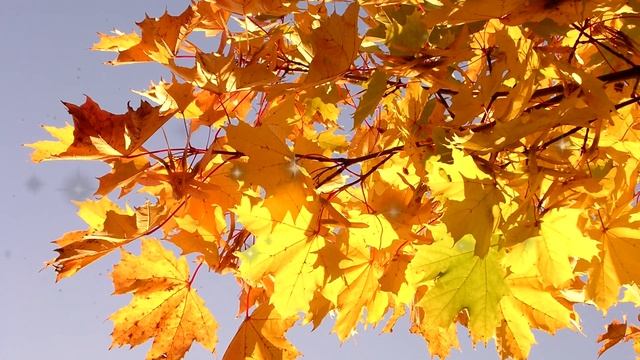 Стихотворение С. Есенин "Закружилась листва золотая" смотреть онлайн