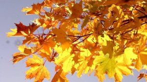 Стихотворение С. Есенин "Закружилась листва золотая"