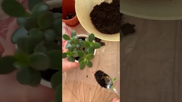 Кислица-Заячья капуста -Оксалис