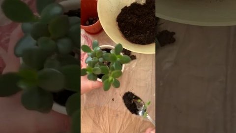 Кислица-Заячья капуста -Оксалис