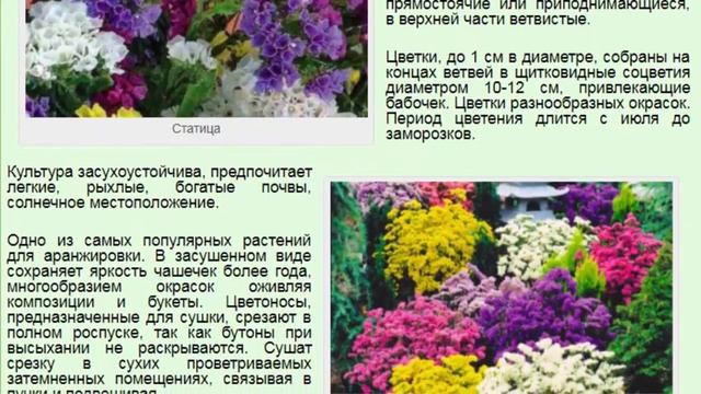 Статица, или Статице, Статице выемчатая, Кермек выемчатый, Кермек смотреть онлайн