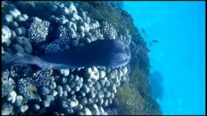 КОРАЛЛОВЫЙ РИФ. МУРЕНА. АБУ ДАБАБ, МАРСА АЛАМ. ОТЕЛЬ ХИЛТОН, ЯНВАРЬ 2020.