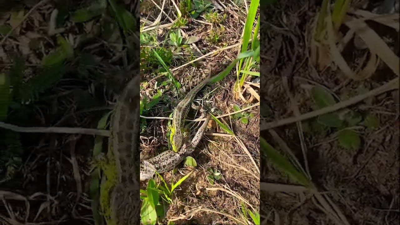 Бой рептилий смотреть онлайн