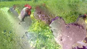 Причина плохой яйценоскости птицы. Куры зажирели. Что делать? Профилактика, лечение. Мой опыт.