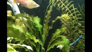 Вопрос Апоногетон курчавый