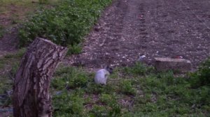 17_05_2021_Кролики,это ни только ценный мех.))).mp4