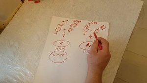 КАК ВЫБРАТЬ КРОЛИКОВ #каквыбратькролика кролиководство дача
