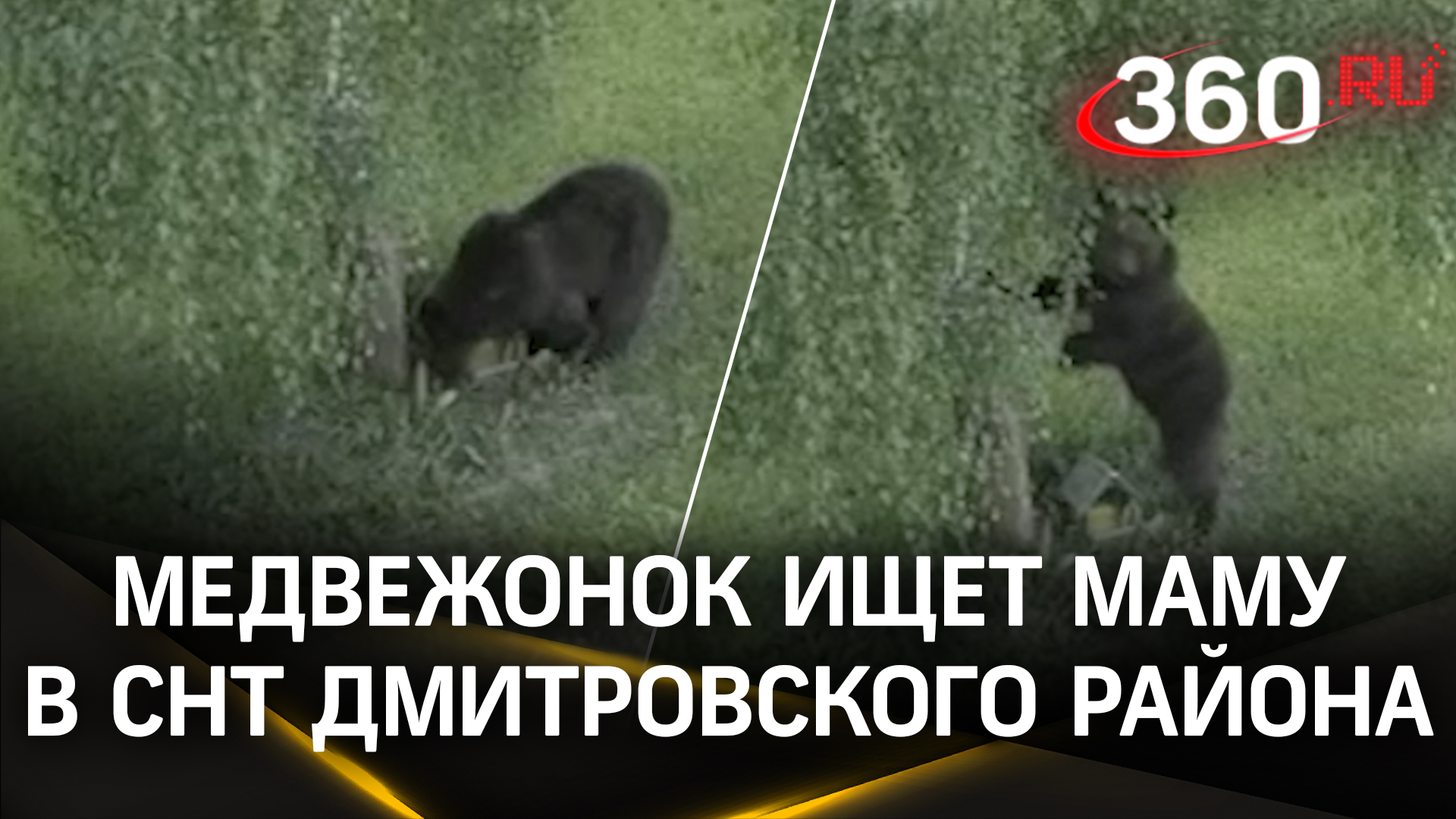 Медвежонок отправился в самоволку: изучает мир в Дмитровском районе, чем напугал местных жителей