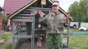 МЫ САМИ УБИВАЕМ СВОИХ КУР. МОЧЕКИСЛЫЙ ДИАТЕЗ.