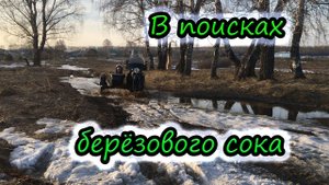 В поисках сока березового сока 2022