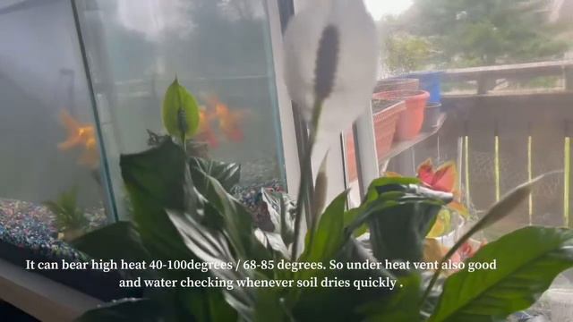 Peace lily care & why flower turned green смотреть онлайн