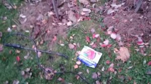 Голубика. Искореняющая обработка осенью.