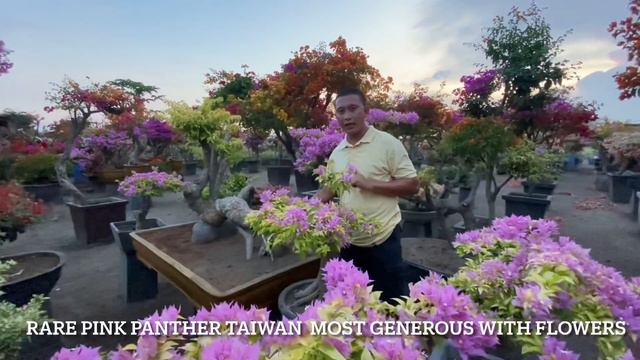 miles bougainvillea garden tour смотреть онлайн