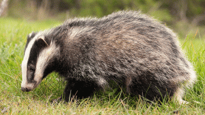 14 интересных фактов о барсуках