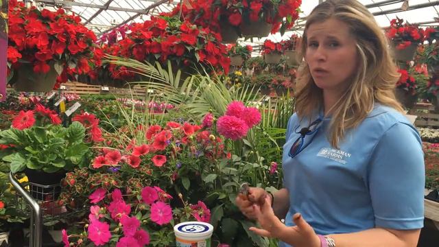 Bloom Boosting Tips for Annuals