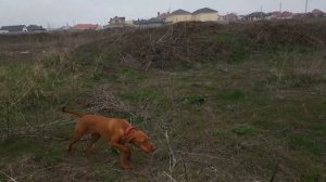 натаска по куропатке   Куропатка "ЗАБУГРОМ")) Венгерская Выжла Брюс (6 мес)!
