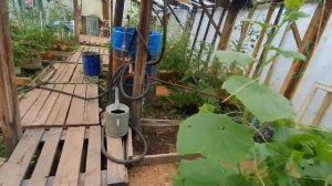 бочки пластиковые для быстрого всхода растений (огурцов и томатов) в теплице в Сибири