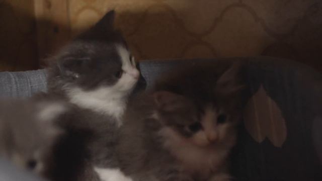 Всемирный день защиты животных смотреть онлайн