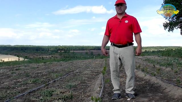 №126 Пекан: особливості вирощування та догляд за молодим саджанцем смотреть онлайн