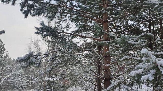 я леплю из пластилина. Новелла Матвеева смотреть онлайн