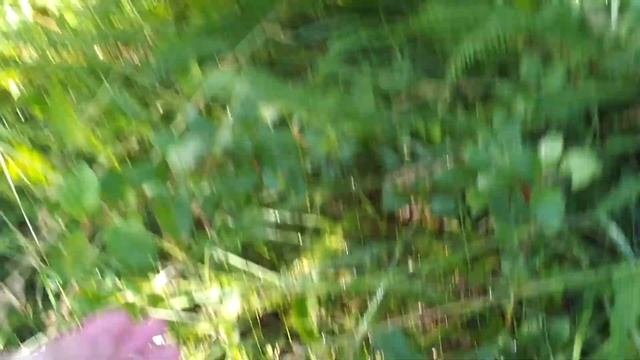 Вегетативная и сеянцевая  гибридизация существует. Подвой для черешни.