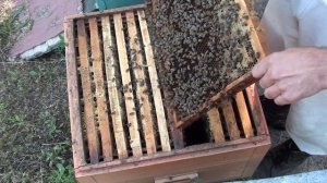 Замена старой матки на молодую плодную через колпачёк.