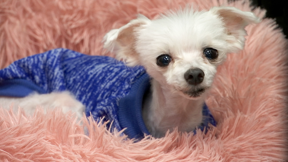 В Подмосковье нашли болонку, пропавшую 1,5 года назад / Город новостей на ТВЦ