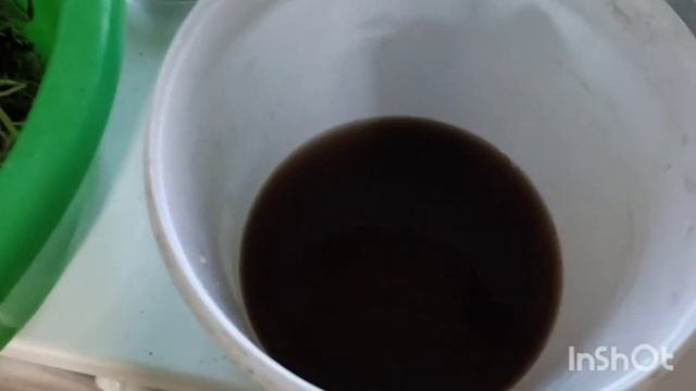 Пересадка магазинного Антуриума и его деление