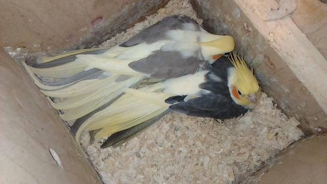 Разведение розелл и корелл. Высиживают яйца свои и чужие.