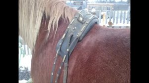 Чем отличаются седёлки в русской упряжи.