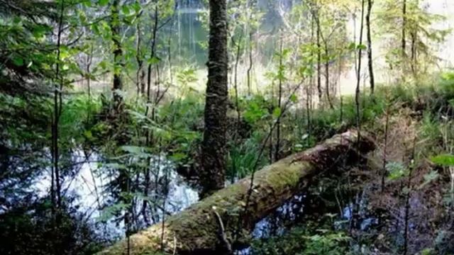 Сергей Есенин Топи и болота Павел Беседин смотреть онлайн