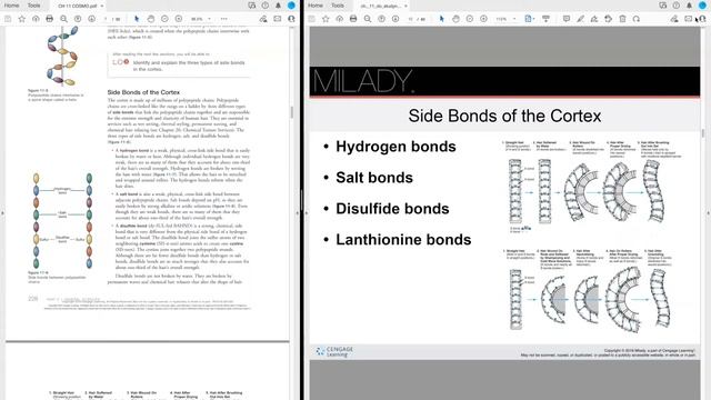 Chapter 11 Properties Of The Hair  Scalp Milady Cosmo Part 1